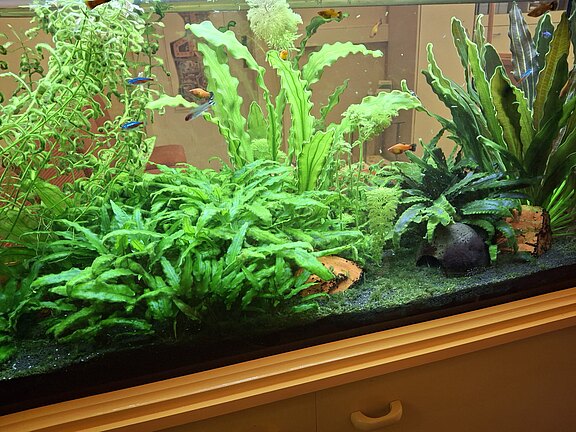 Aquarium beim Zahnarzt