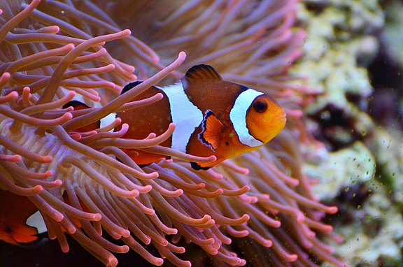 anemone-fish-1496866.jpg  