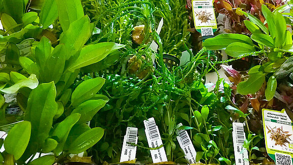 Zoo Geschäft Kunath Bautzen  