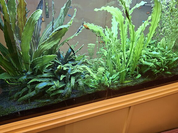 Instand gebrachtes Aquarium im Wartezimmer eines Zahnarztes