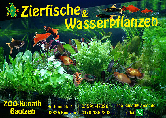 zierfische-wasserpflanzen.jpg  